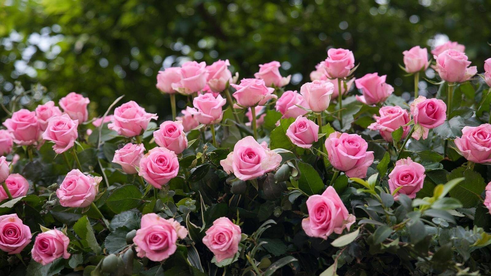 camping-val-de-marne-roseraie-poi-th